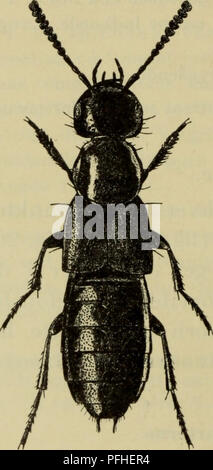 Danmarks Fauna bietet illustrierte Führer für die Fauna Dänemarks, einschließlich detaillierter Beschreibungen verschiedener Arten, wie der Insektenart atratus und politus. Diese Arten zeichnen sich durch markante Markierungen, metallischen Glanz und spezifische Mikroskulpturen auf dem Pronotum und den Flügeln aus. Stockfoto