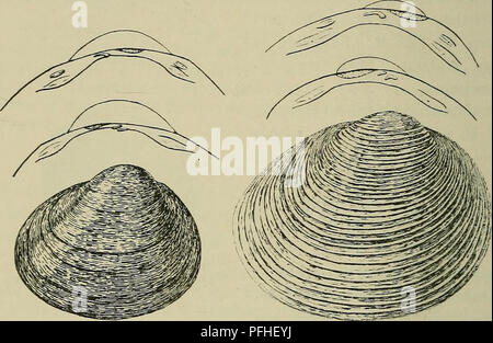 Dieser Abschnitt des dänischen Tierführers konzentriert sich auf die Identifizierung und Morphologie verschiedener Weichtiere, insbesondere Pisidium hibernicum. Sie enthält detaillierte Beschreibungen der Schalenstruktur und anderer Unterscheidungsmerkmale der Arten, die zur Klassifizierung und Identifizierung von Weichtieren in Dänemark beitragen. Stockfoto