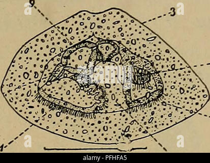 Dieses illustrierte Handbuch der dänischen Fauna bietet detaillierte Beschreibungen und Darstellungen der Tierwelt des Landes und bietet wertvolle Informationen über Tierarten und ihre Lebensräume. Sie ist eine wichtige Ressource für das Verständnis der biologischen Vielfalt Dänemarks. Stockfoto