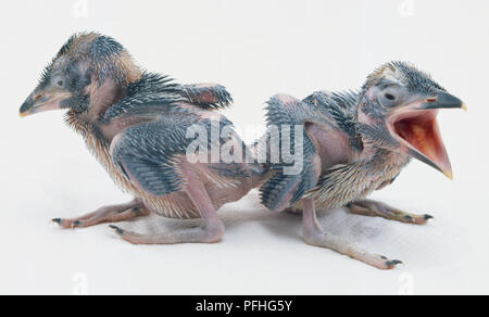 Ein paar Küken Kookaburras ständigen entfernt von einander zugewandt, mit seinem Schnabel zu öffnen. Stockfoto