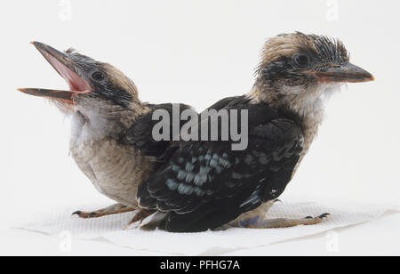 Ein paar der Kookaburras sitzen entfernt von einander zugewandt, mit seinem Schnabel zu öffnen. Stockfoto