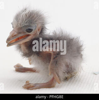 Schwarz - gekrönte Nacht - heron Küken stehen und blickte nach unten. Stockfoto
