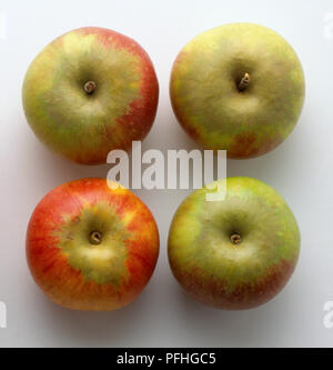 Vier einzelne rote und grüne Bio Apfel. Stockfoto