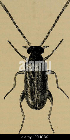 Dieser illustrierte Leitfaden zur dänischen Fauna konzentriert sich auf bestimmte Arten und beschreibt deren Eigenschaften und Lebensräume, einschließlich Insekten, die in verschiedenen Ökosystemen in ganz Dänemark vorkommen. Stockfoto