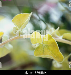Helichrysum petiolare 'Limelight', hellgrün herzförmige Blätter. Stockfoto