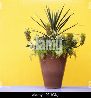 Adiantum capillus-Veneris, Cordyline Australis, Eucomis bicolor, Nicotiana 'Lime Green", gepflanzt in einem braun glasiert Pot gegen gelben Hintergrund. Stockfoto