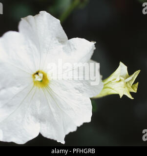 Calibrachoa Million Bells Weiß = Der unbelho" (PBR) (Mio. Glocken Serie), weiße Blume, Nahaufnahme Stockfoto