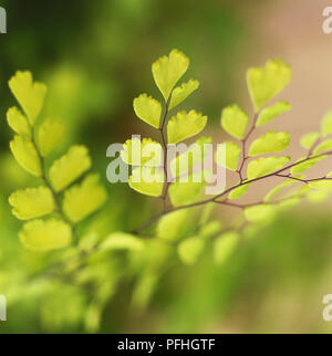 Adiantum capillus-Veneris, True Maidenhair Fern, mit hellen, grünen Blätter und Stängel. Stockfoto