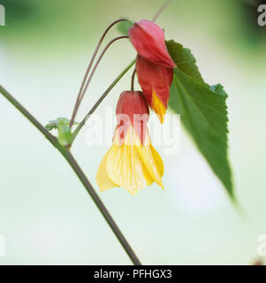 Abutilon "Kentish Bell', Salon Ahorn, rote und gelbe Blume hängen von der Oberseite der Stammzellen. Stockfoto