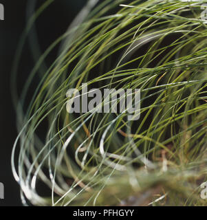 Carex comans 'Frosted Curls', Gras wie die Anlage. Stockfoto