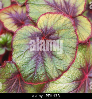 Begonia 'Bettina Rothschild", aufrechte Pflanze Blätter mit sehr auffälligen hellen roten Blatt Haare stammten. Stockfoto