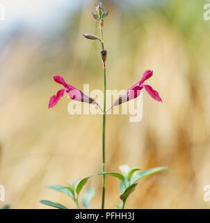 Salvia x vulgare 'Himbeere Royale', hohen dünnen Stamm mit Pendel rosa Blüten. Stockfoto