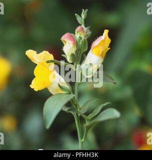 Antirrhinum majus Leuchte Serie "Trailing White', Snapdragon, weißen und gelben Blumen auf den grünen Stiel. Stockfoto