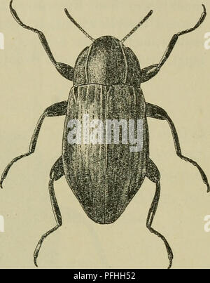 Danmarks Fauna ist ein umfassender Führer für die Fauna Dänemarks, der detaillierte Beschreibungen verschiedener Arten enthält, einschließlich Insekten wie die L. mulleri. Dieser Eintrag konzentriert sich auf die physikalischen Eigenschaften dieser Art, wie ihre Größe, das Pronotum und die Flügelmarkierungen. Er hebt seine Verbreitung in Gebieten wie Flüssen und Bächen hervor. Stockfoto