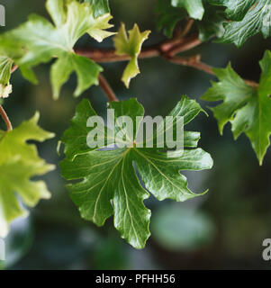 Hedera helix 'Lalla Rookh', Flachbild Blatt geädert mit gelappten Blätter. Stockfoto