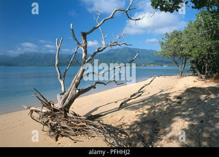 USA, Hawaii, O'ahu, Kahalu'u Regional Park, entwurzelte Baum am Sandstrand, mit Ko'olau Berge im Hintergrund Stockfoto