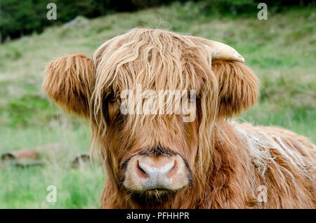 Ein Highland Coo leckte mit der Zungenspitze seine Nase, mit was sich zu einer Teardrop zu, der seine Wange. Stockfoto