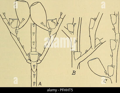 Diese Arbeit konzentriert sich auf die Fauna Dänemarks und bietet einen ausführlichen illustrierten Leitfaden zur Tierwelt des Landes, einschließlich der Klassifizierung und des Verhaltens von Arten in der dänischen Umwelt. Es umfasst Studien an Wirbellosen wie der Schizotricha Catharina. Stockfoto
