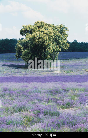 Frankreich, Castanea, Kastanienbaum in der Mitte der blühenden Lavendel Feld Stockfoto