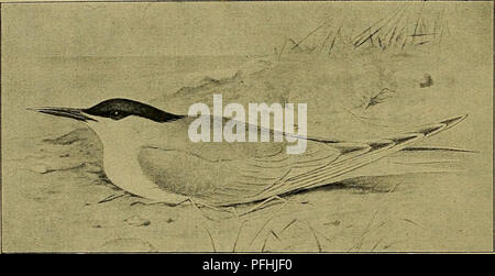 . Danmarks Fauna; illustrerede haandbøger über den Danske dyreverden... (Sterna sandvicensis) 74 1. (Splitterne Stérna sandvicensis Latham). (Sterna sandvicensis sandvicensis Latham). Kentisk Terneblech, Split-Tar, Hvidfugl (Sterna können - tiaca Gmelin). Norsk: Splitterne. Svensk: Kentska Tarna. Deutscher Sprache: Brandseeschwalbe. Engelsk: Brandseeschwalbe. Han og Hun i Sommerdragt: Panden, hele Issen og Nakkens forlaengede tilspidsede Fjer kulsorte; denne Sorte Haettes skarpe Undergraense gaar fra Naese-. Abb. 15. Ich splitterne Sommerdragt. (Efter Forbes ich Britische Vögel). Borene Henne lige Langs de øvrige Øjets Underkant; Stockfoto