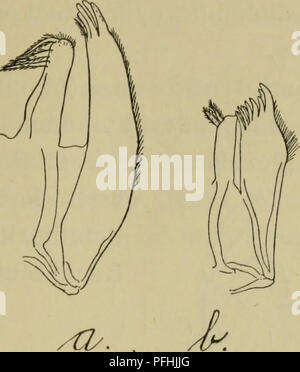 Dieses illustrierte Handbuch beschreibt die Fauna Dänemarks, einschließlich der Anatomie von Arten wie *Munnopsurus giganteus* und *Ligia oceanica*. Sie bietet Einblicke in die Struktur von Krebstieren und anderen dänischen Tieren. Stockfoto