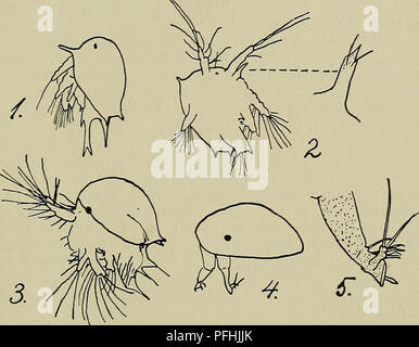 Dieses illustrierte Handbuch enthält detaillierte Beschreibungen der dänischen Fauna, wobei der Schwerpunkt auf den Arten in seinen Ökosystemen und den biologischen Merkmalen der lokalen Tierwelt liegt. Stockfoto