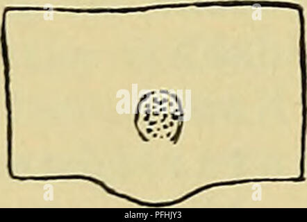 Dieser Eintrag konzentriert sich auf Himant Gabrieli, eine Art, die in der dänischen Fauna beschrieben wird. Die Abbildungen und detaillierten Beschreibungen geben Einblicke in die Biologie und Klassifizierung. Die Art ist Teil der reichen Tierwelt Dänemarks und ihre Identifizierung hilft, die Vielfalt der Fauna der Region zu verstehen. Stockfoto