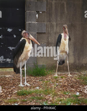 Zwei Marabou Störche, Leptoptilos crumeniferus, mit schwarzen und weißen Federn und langen Beinen stand vor der konkreten Struktur, Vorderansicht. Stockfoto