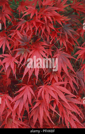 Acer palmatum 'Nicholsonii', rote Blätter im Herbst, close-up Stockfoto