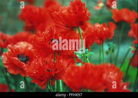 Roter Mohn in der Natur, in der Nähe. Stockfoto
