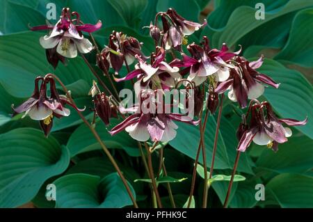 Aquilegia vulgaris 'William Guiness', lila und weißen Blüten und Knospen auf Hoch oben Blätter, Stängel, close-up Stockfoto