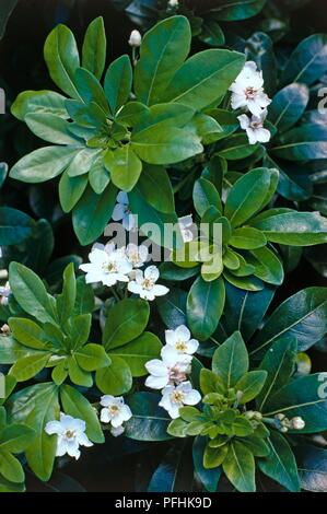 Choisya ternata (Mexikanische Orangenblüte), weißen Blüten und immergrünen Blätter Stockfoto