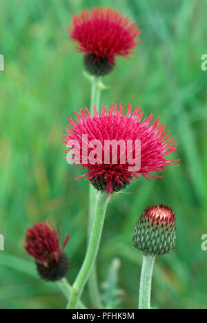 Cirsium rivulare 'Atropurpureum', pink Thistle Blütenköpfe in verschiedenen Stadien des Wachstums, close-up Stockfoto