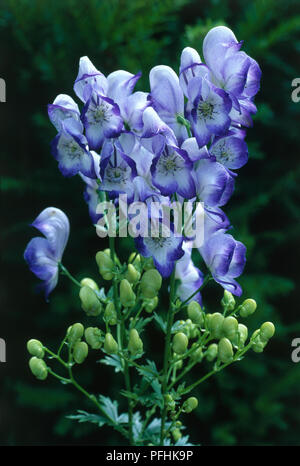 Aconitum x cammarum 'Bicolor', Cluster von blauen und weißen Blüten und Knospen, close-up Stockfoto