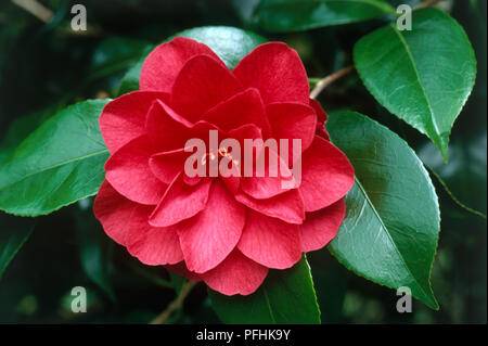 Camellia japonica 'Herz Ass" (japanische Kamelie), rote Blume Kopf und immergrünen Blätter, close-up Stockfoto