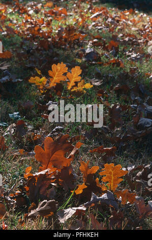 Gefallenen Blätter im Herbst auf dem Rasen in der Sonne verstreut. Stockfoto
