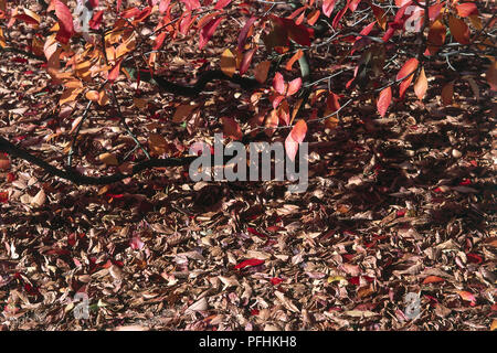 Boden im Herbst die Blätter fallen, Erhöhte Ansicht. Stockfoto
