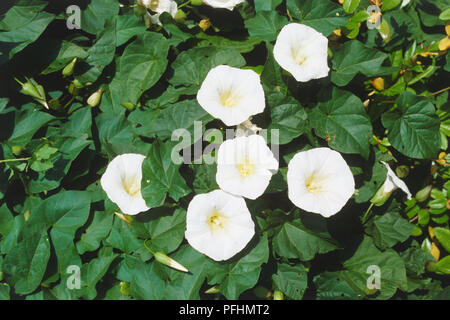 Calystegia sepium, blühende Größer oder Bindweed Hedge Bindweed, sechs weißen Blüten. Stockfoto