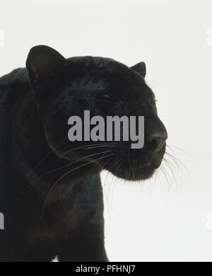 Leiter der Black Panther (Panthera pardus) mit seinen Augen geschlossen, Seitenansicht. Stockfoto