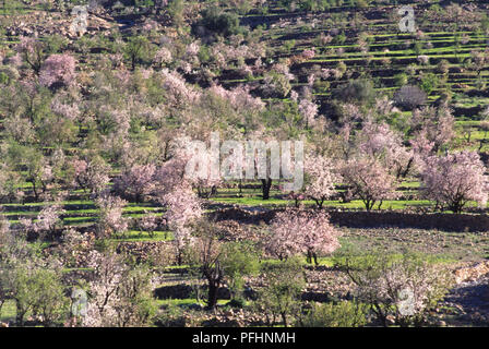 Marokko Tafraoute region, Prunus dulcis, blühende Mandelbäume auf terrassierten Hang, Erhöhte Ansicht. Stockfoto