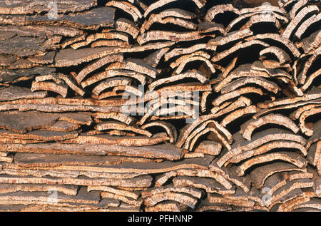 Marokko, Wald von Mamora, Stücke Rinde von Cork entfernt - Eiche, close-up. Stockfoto