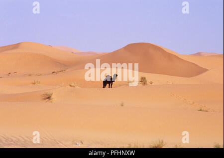 Nordafrika, Marokko, Sahara, einsamer single-Humped Camel (Camelus dromedarius) durch die Sanddünen der Wüste in den Schatten gestellt. Stockfoto