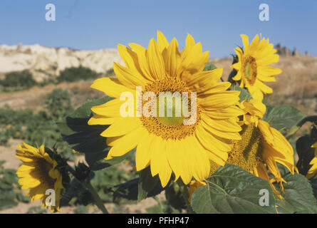 Die Türkei, Anatolien, Kappadokien, Nevsehir, Sonnenblumen im Feld wächst, Nahaufnahme Stockfoto