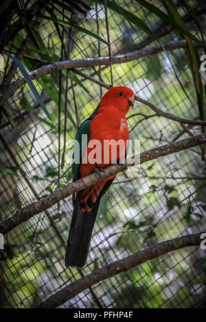 Roter und grüner Königspagat auf Baumzweig Stockfoto