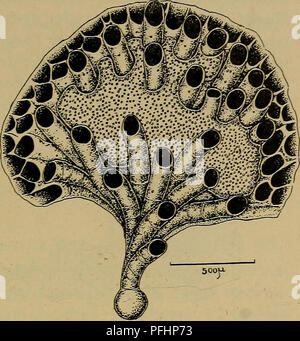 Dieses wissenschaftliche Dokument aus Dänemark konzentriert sich auf die Untersuchung von Tubulipora aperta, einer Art wirbelloser Meerestiere. Es enthält detaillierte Abbildungen und Beschreibungen der Anatomie des Organismus und hebt Merkmale wie seine Poren und seine einzigartige Struktur hervor. In dem Dokument werden auch Unterschiede in Exemplaren aus norwegischem und dänischem Material beschrieben, die zum Verständnis der Meeresfauna in Nordeuropa beitragen. Stockfoto