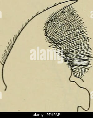 Dieses Bild von „Danmarks Fauna“ veranschaulicht die detaillierte Anatomie verschiedener Käfer, insbesondere deren Antennensegmente und Körperstruktur. Das Diagramm beschreibt die Merkmale des vierten Segments der Antenne und die Anordnung der Borsten und liefert wertvolle Informationen für Entomologen, die Käfer in Dänemark untersuchen. Stockfoto