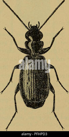 Dieses Bild von *Danmarks Fauna* bietet detaillierte Darstellungen der dänischen Fauna mit Schwerpunkt auf Insektenarten und ihren wichtigsten morphologischen Merkmalen. Sie bietet Forschern, die sich mit der biologischen Vielfalt Dänemarks befassen, wertvolle Informationen. Stockfoto