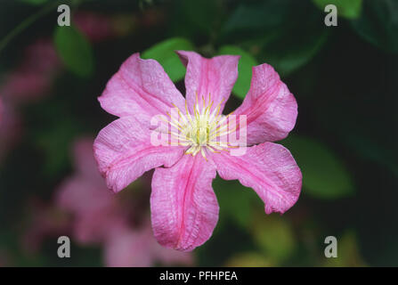 Clematis 'Bees Jubilee', einzelne Blume Kopf, rosa Blütenblätter und gelben Center Stockfoto