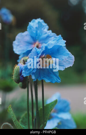 Meconopsis betonicifolia, Tibetische Blue Poppy Stockfoto