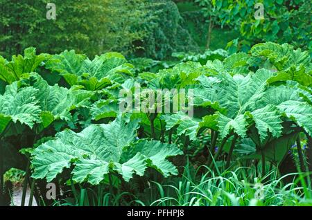 Gunnera manicata (Giant Rhabarber), Teich - Seite Pflanze mit riesigen grünen Blätter Stockfoto